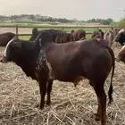 عجول بلدي ( حسلان )