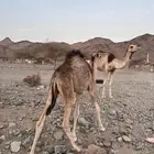 خلفه للبيع تحتها قعود