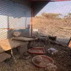 سمان للبيع