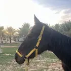 فرس انقليزيه