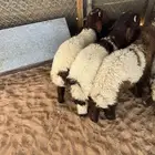 طليان نعيم 4 شهور