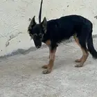 كلب جيرمن بيوررر حراسه