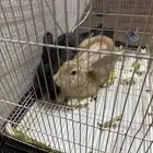 زوج أرنب للبيع