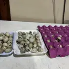 بيض سمان الموقع القصيم الخبراء