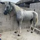 حصان بوني هادي جدا