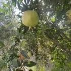 بسم الله الرحمن الرحيم رمان طايفي
