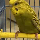طير بادجي انثى