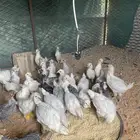 صيصان للبيع