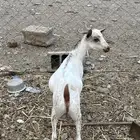 تيس مغفل لحم