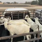 تيوس وجفار جنوبيات وهرافا حريات