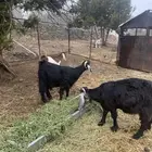 ماعز عارضي صنف الصنف للي بيقني دفع. تم البيعع