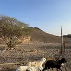 سواكني مرابي