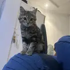 قطة أنثى خجوله ولعوبه