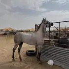 حصان شعبي