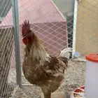 ديك ودجاجتين لهمان