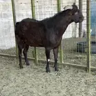 ماعزمرسيانو فاخر من الآخر