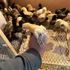 صيصان بدي وفيومي العمر 25يوم