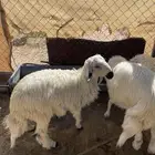 6خرفان سمينه ونظيفه مشروطه من اي عذروب