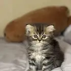 كتن انثى للبيع