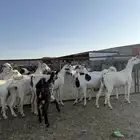 معزا دفع قريبه الولاده