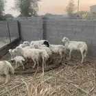 للبيع ثنتين ضان وفحل والباقي رخيل