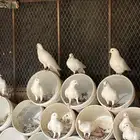 حمام فرنسي سوبر حامبو عشه كامله منتج. حدود 50 زوج