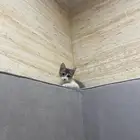 قط للتبني