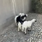 طليان للبيع في بيشة