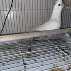 ذكر كروان البينو للبيع