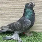 أوزبك