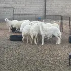 يوجد ذبائح
