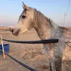 فرس شعبيه تنافس الواهو ماشاء الله تبارك الله