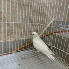 فرخ روز ( مفطوم )