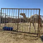 قعود مجهول الهويه وسمين عمره 9 شهور