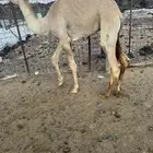 قعود حر