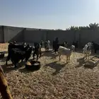 للبيع معزا العدد 14 مع التيس. مضارع