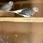 جوز يمام ماسي الملكي فواتح