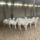 حريات رخال صنف للبيع