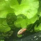 حلزون حوض سمك