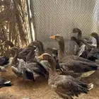 وز بلدي