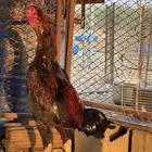 ديك باكستاني