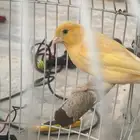 بلبل كشميري وكناري وعصفور حب