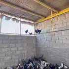 عرض للبيع - دجاج وديوك بلدي إنتاج مزرعة