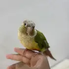 كنيور اناناس اليف