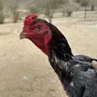 ديك باكستاني خاكي