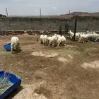 الحاجب الحمر بعد مفرق الحصن