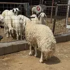 رخل