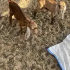 السلام عليكم اعرض لكم اليوم تيس وجفره دوغير