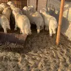 طليان حريه عيادي