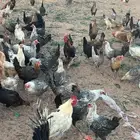 دجاج بياض للبيع
